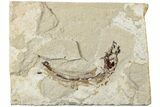 Cretaceous Fossil Fish - Lebanon #238355-1